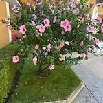 студио марина вил *