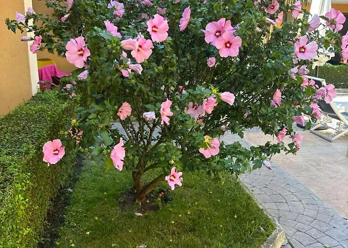 студио марина вил *